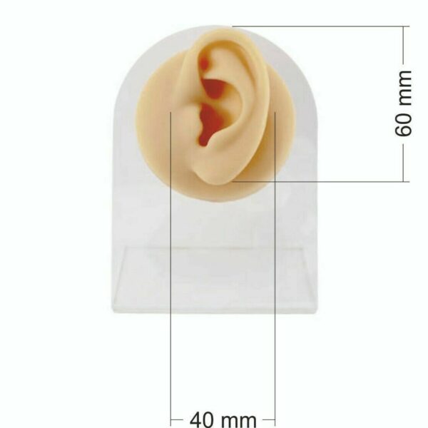 Orecchio Destro In Silicone