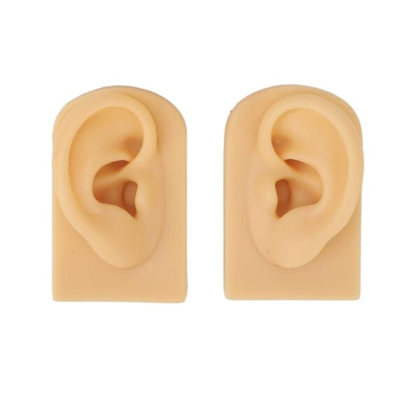 Modello per Formazione o Esposizione Orecchio